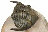 Metacanthina Trilobite With Reedops - Lghaft, Morocco #368572-2